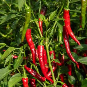 Piment de Cayenne - BIO
